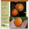 Apricot - Image 2