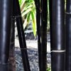 Bamboo: Timor Black (Tre Đen)