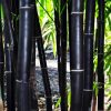 Bamboo: Timor Black (Tre Đen) - Image 2
