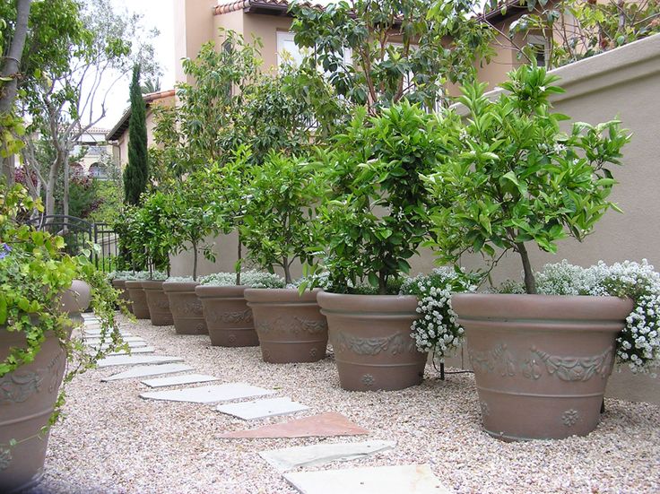 cc05a5d3941472683fc6ef651cebab2d--potted-trees-potted-plants
