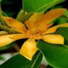 Michelia Champak RARE!