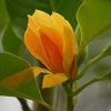 Michelia Champak RARE! - Image 2