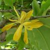 Michelia Champak RARE! - Image 4