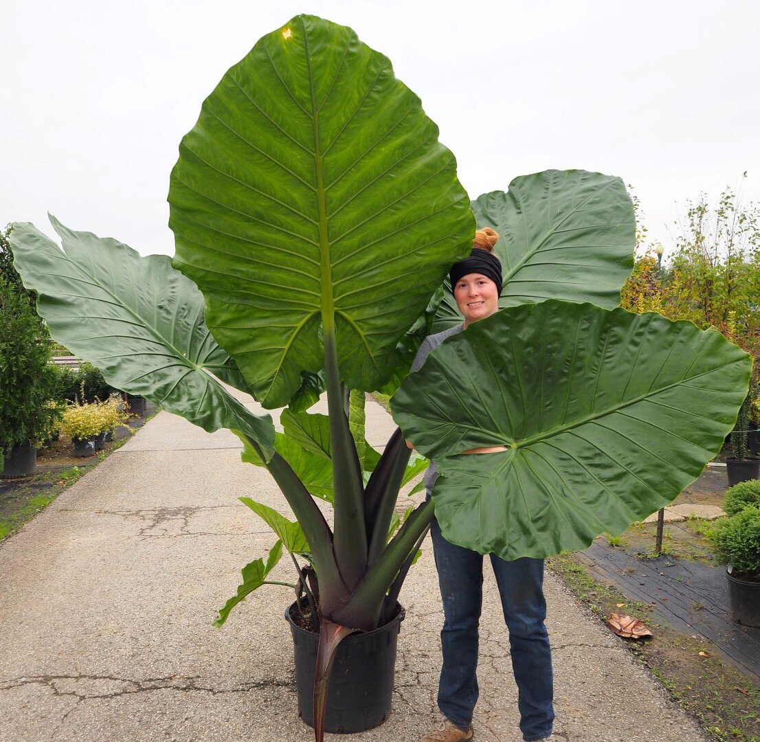 Alocasia Sumo Green