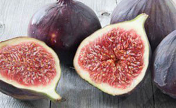 figs+2