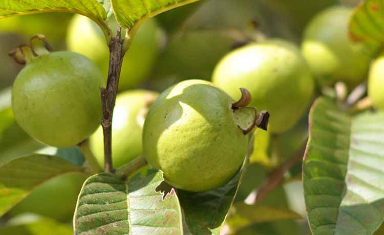 Guava (Cây ổi) - GreenLife by Shamus O'Leary