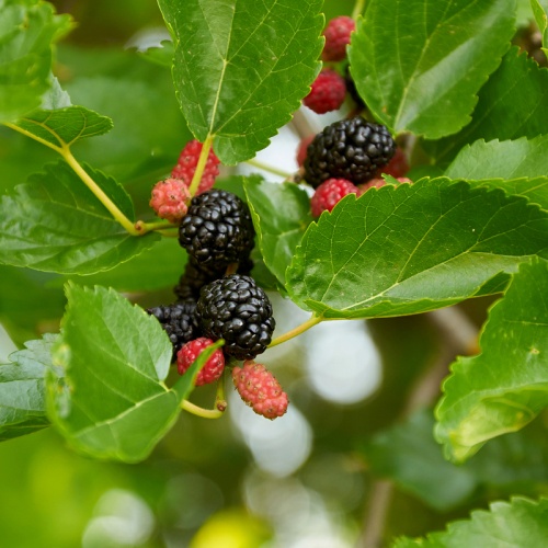 Mulberry (Dâu tằm) - GreenLife by Shamus O'Leary