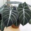 Alocasia Black