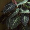 Alocasia Black - Image 2