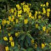 Popcorn Cassia - Image 2