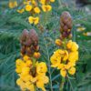 Popcorn Cassia