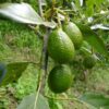 Presale Avocado Aravaipa 3g