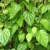 Betel Leaf - Image 2
