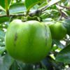 Black sapote