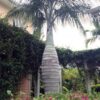 Buccaneer Palm - Image 2