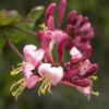 Pink Honey Suckle Vine