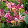 Pink Honey Suckle Vine - Image 2