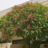 Plumeria - Image 2