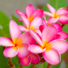 Plumeria