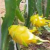 Dragon fruit yellow - Image 2