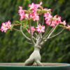 Adenium 7g