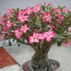 Adenium 7g - Image 2