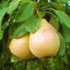 Pear Pineapple 7g