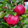 Apple Pink Lady 7g