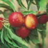 Nectarine Necta Zee dwarf 7g