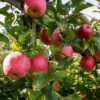 Apple Pink Lady 7g - Image 2