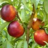 Nectarine Necta Zee dwarf 7g - Image 2