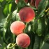 Peach Eldorado dwarf 7g - Image 2