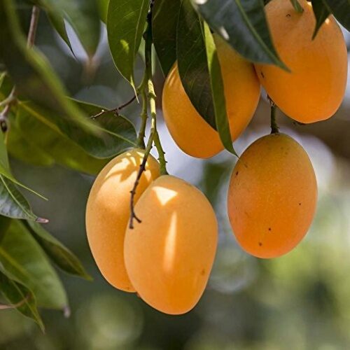 Mango Alphonso 1